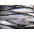 Pescado congelado Pacific Mackerel WR Tamaño 300-500G